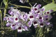 Dendrobium nobile Lindl